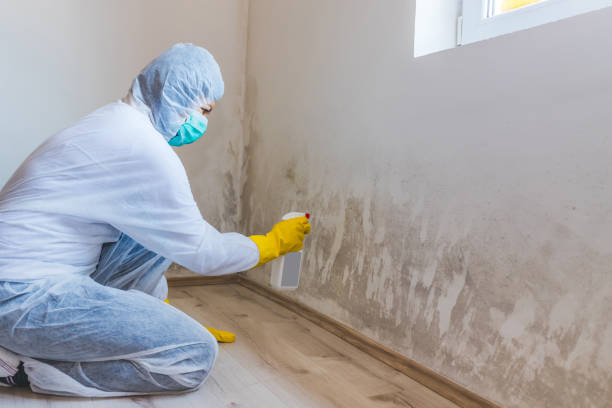 Professional Mold Removal in North Barrington, IL